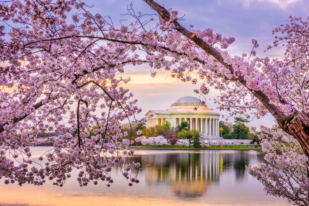 Cherry Blossom Festival in Arlington VA